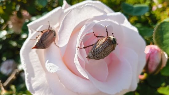 Custom image for Nothing Phone (2a) review with a camera quality example of a couple of bugs on a pink rose