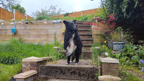 Custom image for Nubia Flip 5G review with an example of the photo quality of Floyd the Border Collie dog in a garden