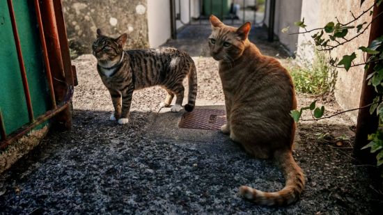 Camera example for Honor 200 Pro review showing a pair of cats in a garden